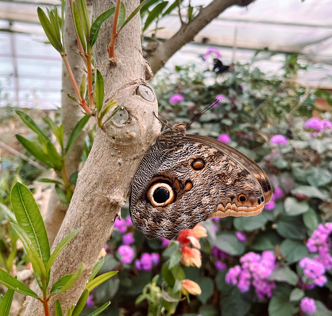 Nameri Butterfly & Plant Study